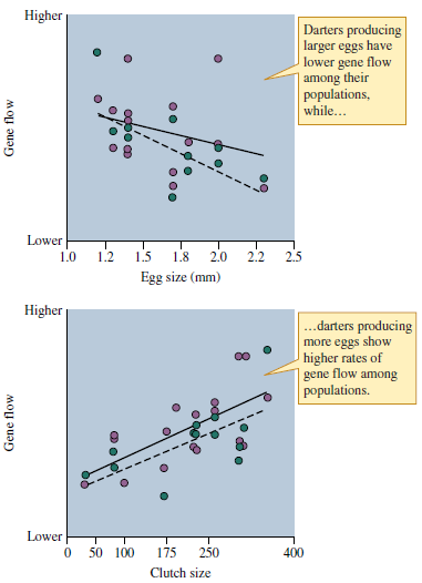 Large darter species produce larger numbers of smaller eggs compared to smaller darter species (see figs. 12.3 12.4). Consequently, would you expect to find more genetic differences along the length of a river system among small darters or large darters (Hint: Consider fig. 12.5.) Figure 12.3 Relationship between female darter size and number of eggs. Each point represents a different darter species (data from Turner and Trexler 1998). Figure 12.4 Relationship between the size of eggs laid by several darter species and the number of eggs laid (data from Turner and Trexler 1998). Figure 12.5 Egg size, egg number, and gene flow among darter populations (data from Turner and Trexler 1998).