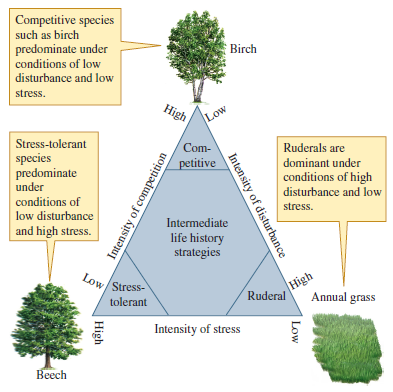 Where would you place the following plant species, in Grime's and in Winemiller and Rose's classifications of life histories (see figs. 12.20 and 12.21) The plant species lives in an environment where it has access to plenty of water and nutrients but is subject to disturbance by flooding and wind. An average individual produces several million seeds per year and may live several centuries. However, ideal conditions for reproduction by the species occurs only once or twice per decade. Figure 12.20 Grime's classification of plant life history strategies (after Grime 1979). Figure 12.21 Classification of life histories based on juvenile survival, l x , fecundity, m x , and age at reproductive maturity, (after Winemiller and Rose 1992).