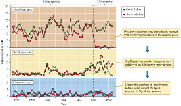 Why did Brown and colleagues repeat their large granivore experiment (see fig. 13.24)
