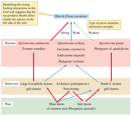 Using Tscharntke's food web (1992) shown in figure 17.5, predict which species would be most affected if you excluded the bird at the top of the web, Parus caeruleus. What species would be affected less Assume that P. caeruleus is a keystone species in this community. Figure 17.5 Food web associated with Phragmites australis (data from Tscharntke 1992).