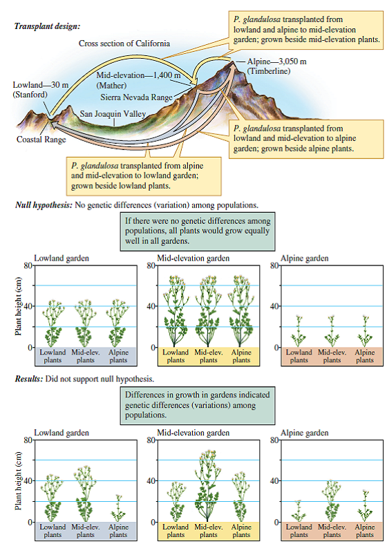 What would you expect to see in figure 4.4 if alpine, mid-elevation, and lowland populations of P. glandulosa were not different genetically?    Figure 4.4 A common garden approach to studying genetic variation among populations of Potentilla glandulosa (data from Clausen, Keck, and Hiesey 1940).