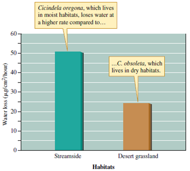 The tiger beetle Cicindela oregona (see figs. 6.15 and 6.16) has a distribution that extends from Arizona through the temperate rain forests of Alaska. Why should the amounts of cuticular hydrocarbons vary geographically among populations of C. oregona? Figure 6.15 A tiger beetle species from a moist habitat lost water at a higher rate than one from a dry habitat (data from Hadley and Schultz 1987). Figure 6.16 The cuticles of tiger beetles from dry habitats tend to contain a higher concentration of waterproofing hydrocarbons compared to those of tiger beetles from moist habitats (data from Hadley and Schultz 1987).