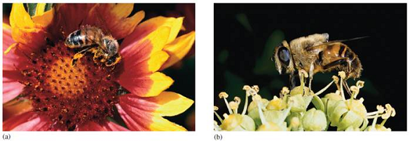 Explain how a Batesian mimic, such as the hover fly in figure 7.15 b , could evolve, through natural selection, from a nonaposematic ancestor. Figure 7.15 ( a ) Poisonous Müllerian (honeybee) and ( b ) nonpoisonous Batesian (hover fly) mimics.