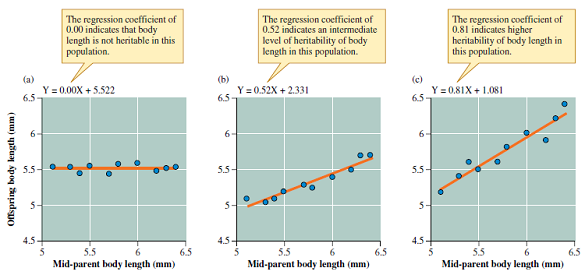What are the evoluationary implications of the patterns shown in figure 1? Figure 1 Regression analyses indicating degree of heritability of body length in three hypothetical populations of water lily leaf beetles.