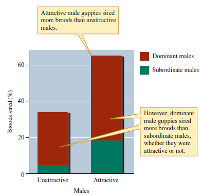 Examine figure 8.9. While most of the male guppies that successfully mated were dominant, a substantial proportion of attractive males that sired broods were subordinate. How might we interpret this reproductive success by attractive but subordinate males? What might these results indicate about the potential influence of female choice on mating success among male guppies? Figure 8.9 Relative reproductive success by attractive versus unattractive and dominant versus subordinate male guppies (data from Kodric-Brown 1993).