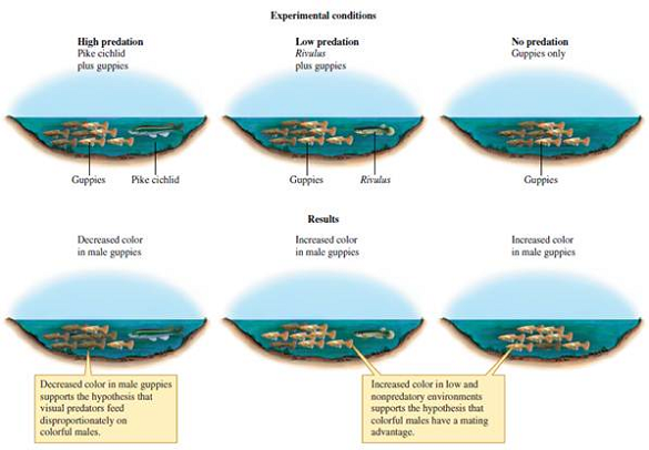 Why did John Endler take great care to put the same colors of gravel in the same proportions into all of his greenhouse ponds (fig. 8.5)?    Figure 8.5 Summary of greenhouse experimental design and results (information from Endler 1980).