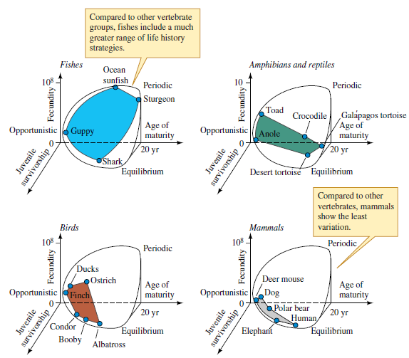 Apply Winemiller's model to plants. If you were to construct a strictly quantitative classification of plant life histories using Winemiller and Rose's approach, what information would you need about the plants included in your analysis? How many plant species would you need to have an idea of how variation in their life histories compares with those of animals (e.g., as in fig. 12.22)? Try to reconcile Grime's plant classification with the scheme offered by Winemiller and Rose. Where are they similar? How are they different?    Figure 12.22 Variation in life histories within vertebrate animals (after Winemiller and Rose 1992).
