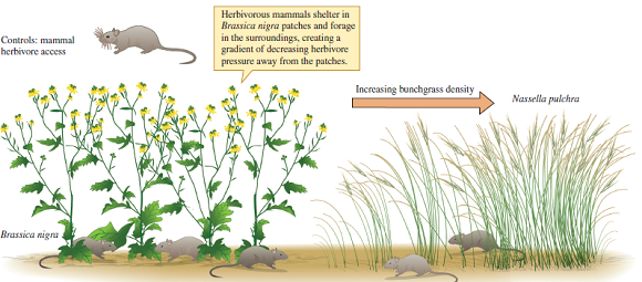How would the results of the experiment shown in figure 17.7 change, if the effect of Brassica nigra on Nassella pulchra were the result of direct competition, with small herbivorous mammals playing no significant role? Figure 17.7 A field experiment designed to distinguish between direct competition between two plant species and apparent competition (based on data from Orrock, Witter, and Reichman 2008).