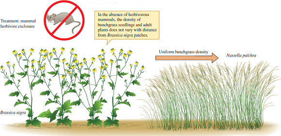 How would the results of the experiment shown in figure 17.7 change, if the effect of Brassica nigra on Nassella pulchra were the result of direct competition, with small herbivorous mammals playing no significant role? Figure 17.7 A field experiment designed to distinguish between direct competition between two plant species and apparent competition (based on data from Orrock, Witter, and Reichman 2008).