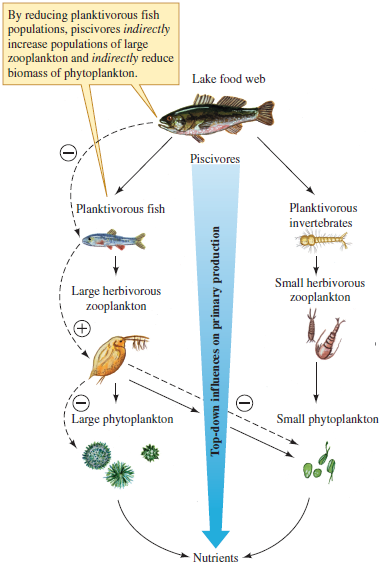 Since increased phytoplankton biomass decreases water clarity in lakes, how should increased fishing pressure on the bass population in a lake ecosystem, such as that pictured in figure 18.11, affect lake clarity? Figure 18.11 The trophic cascade hypothesis, a result of cascading indirect interactions.