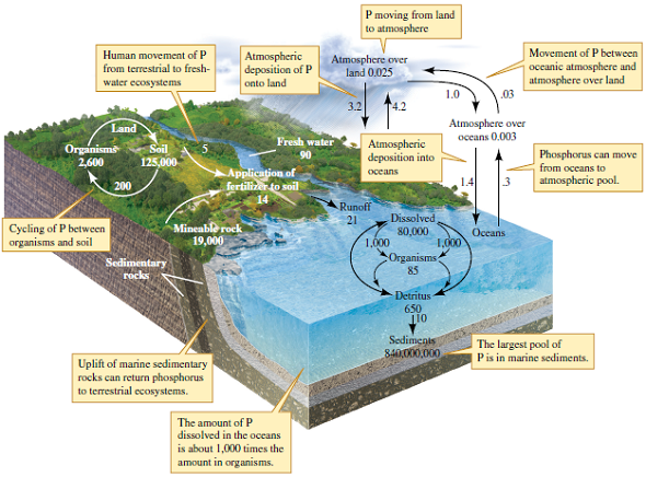 Do the oceans act as a source or a sink for phosphorus (refer to fig. 19.2)? Figure 19.2 The phosphorus cycle. Numbers are 10 12 g P or fluxes as 10 12 g P per year (data from Schlesinger 1991, after Richey 1983, Meybeck 1982, Graham and Duce 1979).  