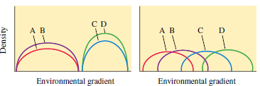 Ecological succession has been compared to the development of an organism and the climax community to a kind of super-organism. F. E. Clements (1916, 1936) was the best-known proponent of this idea, and H. A. Gleason (1926, 1939) the best-known early opponent of the idea of a community as a kind of superorganism. Gleason proposed that species are distributed independently of each other and that most overlaps in distributions are the result of coincidence, not mutual interdependence. Most modern ecologists hold a view more similar to that of Gleason. Which of the following graphs showing hypothetical distributions of species along an environmental gradient supports the superorganismic view of communities? How does the other graph support the individualistic view of species held by Gleason? ( A , B, C, and D represent the distributions of species along an environmental gradient.)