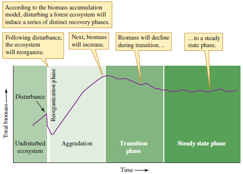 How are the biomass accumulation model of Bormann and Likens (see fig. 20.16) and Grimm's observations of changes in nitrogen retention during succession in Sycamore Creek similar? Figure 20.16 The biomass accumulation model of forest succession (data from Bormann and Likens 1981).
