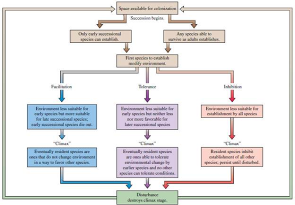 What is the role of disturbance in the Connell and Slatyer succession model (see fig. 20.20)? Figure 20.20 Alternative successional mechanisms (data from Connell and Slatyer 1977).