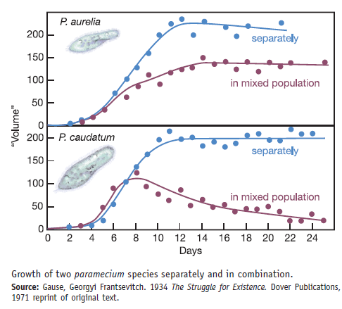 In a classic experiment on competition between species for a common food source, the Russian microbiologist G. F. Gause grew populations of different species of ciliated protozoans separately and together in an artificial culture medium. He counted the number of cells of each species and plotted the total volume of each population. The organisms were Paramecium caudatum and its close relative, Paramecium aurelia. He plotted the aggregate volume of cells rather than the total number in each population because P. caudatum is much larger than P. aurelia (this size difference allowed him to distinguish between them in a mixed culture). The graphs in this box show the experimental results. As we mentioned earlier in the text, this was one of the first experimental demonstrations of the principle of competitive exclusion. After studying these graphs, answer the following questions. How did the total volume of the two species compare after 24 days of growth in a mixed population
