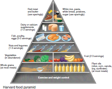 According to figure, what types of food should be most abundant in your diet FIGURE The Harvard food pyramid emphasizes fruits, vegetables, and whole grains as the basis of a healthy diet. Red meat, white rice, pasta, and potatoes should be used sparingly.