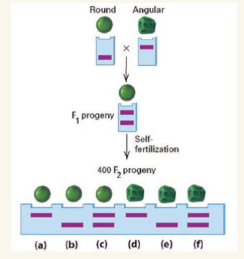 A modernized version of Mendel's monohybrid cross between true-breeding round (WW) and true-breeding wrinkled (angular) (ww) is shown below. Self-fertilization of the progeny, what are the expected numbers (a)-(f) of each of the seed-shape and DNA-band phenotypes? (Hint: One or more of the expected numbers could be 0.)