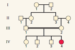 Assume that the trait in the accompanying pedigree results from simple Mendelian inheritance. (a) Is the trait likely to be due to a dominant allele or a recessive allele? Explain. (b) What is the meaning of the double horizontal line connecting III-1 with III-2? (c) What is the biological relationship between III-1 and III-2? (d) If the allele responsible for the condition is rare, what are the most likely genotypes of all of the persons in the pedigree in generations I, II, and III? (Use A and a for the dominant and recessive alleles, respectively.)