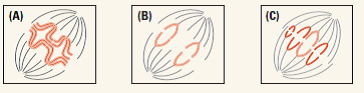 The diagrams shown here depict anaphase in cell division in a cell of a hypothetical organism with two pairs of chromosomes. Identify the panels as being anaphase of mitosis, anaphase I of meiosis, or anaphase II of meiosis, stating on what basis you reached your conclusions.