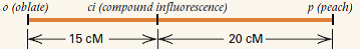 A portion of the linkage map of chromosome 2 in the tomato is illustrated here. The oblate phenotype is a flattened fruit, the peach phenotype is hairy fruit (like a peach), and compound influorescence means clustered flowers. Among 1000 gametes produced by a plant of genotype o ci +/+ + p , what types of gametes would be expected, and what number would be expected of each? Assume that the chromosome interference across this region is 80 percent but that interference within each region is complete.