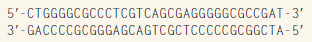 A DNA duplex with the sequence shown below is cleaved with Kas I (cleavage site 5'-G ?GCGCC-3'), where the arrow denotes the site of cleavage in each strand. If the resulting fragments were brought together in the same order as in the original duplex and the breaks in the backbones sealed, what possible DNA duplexes would be expected?