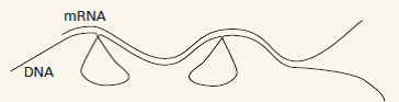 The accompanying diagram shows a fully processed eukaryotic messenger RNA molecule hybridized to the transcribed strand of DNA of a gene that contains two introns. The diagram is oriented with the promoter region of the DNA at the left.     Use the letters that follow to label the location and/or boundaries of each segment. Some letters may be used several times, as appropriate; and some, which are not applicable, may not be used at all. (a) 59 end  (b) 39 end  (c) Promoter region  (d) Attenuator (e) Intron  (f) Exon  (g) Polyadenylation signal (h) Leader region (i) Ribosome-binding site (j) Translation start codon (k) Translation stop codon (l) 59 cap (m) Poly-A tail