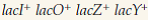 Cells of genotype Hfr are mated with . In the absence of any inducer in the medium, no b-galactosidase is made. However, when a Hfr strain is mated with an under the same conditions, ?-galactosidase is synthesized for a brief period after the lac operon has been transferred. Explain this observation.