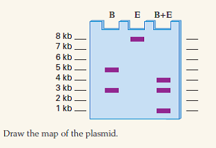 A circular plasmid of 8 kb is digested with Eco RI (E) and/or Bam HI (B), and the digests are run on an agarose gel and stained. The results are shown below; molecular size standards are shown. 10.13 The Hessian fly Mayetiola destructor has among the smallest genomes in insects, with a haploid genome size of about 88 Mb. If this genome is digested with NotI (an eightbase cutter), approximately how many DNA fragments would be produced? Assume equal and random frequencies of the four nucleotides. 10.14 A circular plasmid of 8 kb is digested with Eco RI (E) and/or Bam HI (B), and the digests are run on an agarose gel and stained. The results are shown below; molecular size standards are shown.
