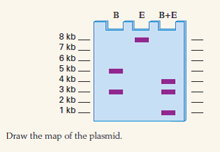 A circular plasmid of 8 kb is digested with Eco RI (E) and/or Bam HI (B), and the digests are run on an agarose gel and stained. The results are shown below; molecular size standards are shown. 10.13 The Hessian fly Mayetiola destructor has among the smallest genomes in insects, with a haploid genome size of about 88 Mb. If this genome is digested with NotI (an eightbase cutter), approximately how many DNA fragments would be produced? Assume equal and random frequencies of the four nucleotides. 10.14 A circular plasmid of 8 kb is digested with Eco RI (E) and/or Bam HI (B), and the digests are run on an agarose gel and stained. The results are shown below; molecular size standards are shown.