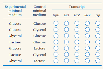 A functional genomics experiment is carried out in E.coli to examine global levels of gene expression in various types of minimal growth medium. RNA extracted from the experimental culture is labeled with a molecule that fluoresces red, and RNA extracted from the control culture is labeled with a molecule that fluoresces green. The experimental and control samples are mixed prior to hybridization. Shown here are spots on the microarray corresponding to five genes: trpE (the first gene in the tryptophan biosynthetic operon), lacI , lacZ , lacY , and crp (which encodes the cyclic AMP receptor protein). Color the spots red, green, or yellow according to the relative levels of expression of each gene in the experimental and control cultures. ( Hint : Before answering, think carefully about how the cyclic AMP receptor protein co-regulates the lac operon.)
