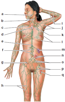 Identify the structures of the lymphatic system in the following diagram.   a) __________ b) __________ c) __________ d) __________ e) __________ f) __________ g) __________ h) __________ i) __________ j) __________ k) __________ l) __________ m) __________ n) __________ o) __________ p) __________ q) __________<div style=padding-top: 35px> 