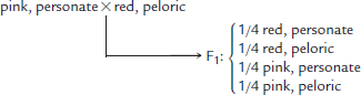 As in the plants of Problem 1, color may be red, white, or pink; and flower shape may be personate or peloric. Determine the P 1 and F 1 genotypes for the following crosses: (a) (b) (c) (d) (e) What phenotypic ratios woud result from crossing the F 1 of (a) to the F 1 of (b) Problem 1 Three gene pairs located on separate autosomes determine flower color and shape as well as plant height. The first pair exhibits incomplete dominance, where color can be red, pink (the heterozygote), or white. The second pair leads to the dominant personate or recessive peloric flower shape, while the third gene pair produces either the dominant tall trait or the recessive dwarf trait. Homozygous plants that are red, personate, and tall are crossed with those that are white, peloric, and dwarf. Determine the F 1 genotype(s) and phenotype(s). If the F 1 plants are interbred, what proportion of the offspring will exhibit the same phenotype as the F 1 plants?