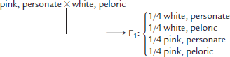 As in the plants of Problem 1, color may be red, white, or pink; and flower shape may be personate or peloric. Determine the P 1 and F 1 genotypes for the following crosses: (a) (b) (c) (d) (e) What phenotypic ratios woud result from crossing the F 1 of (a) to the F 1 of (b) Problem 1 Three gene pairs located on separate autosomes determine flower color and shape as well as plant height. The first pair exhibits incomplete dominance, where color can be red, pink (the heterozygote), or white. The second pair leads to the dominant personate or recessive peloric flower shape, while the third gene pair produces either the dominant tall trait or the recessive dwarf trait. Homozygous plants that are red, personate, and tall are crossed with those that are white, peloric, and dwarf. Determine the F 1 genotype(s) and phenotype(s). If the F 1 plants are interbred, what proportion of the offspring will exhibit the same phenotype as the F 1 plants?