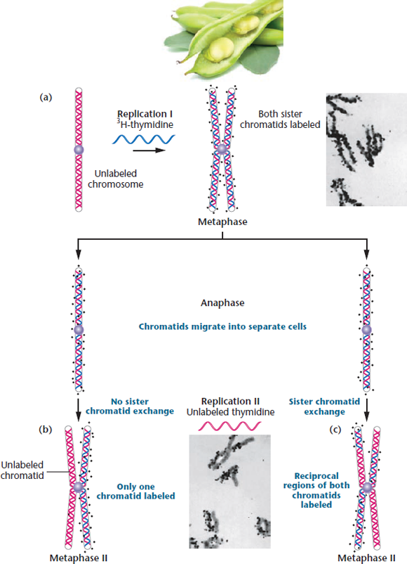 Assume a hypothetical organism in which DNA replication is conservative. Design an experiment similar to that of Taylor, Woods, and Hughes that will unequivocally establish this fact. Using the format established in Figure, draw sister chromatids and illustrate the expected results depicting this mode of replication. FIGURE The Taylor-Woods-Hughes experiment, demonstrating the semiconservative mode of replication of DNA in the root tips of Vicia faba. A portion of the plant is shown in the top photograph. (a) An unlabeled chromosome proceeds through the cell cycle in the presence of 3 H-thymidine. As it enters mitosis, both sister chromatids of the chromosome are labeled, as shown, by autoradiography. After a second round of replication (b), this time in the absence of 3 H-thymidine, only one chromatid of each chromosome is expected to be surrounded by grains. Except where a reciprocal exchange has occurred between sister chromatids (c), the expectation was upheld. The micrographs are of the actual autoradiograms obtained in the experiment.