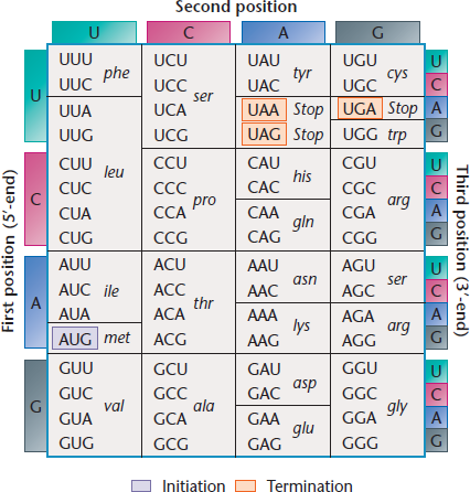Shown here is a theoretical viral mRNA sequence 5?-AUGCAUACCUAUGAGACCCUUGGA-3? (a) Assuming that it could arise from overlapping genes, how many different polypeptide sequences can be produced? Using the chart in Figure, what are the sequences? (b) A base substitution mutation that altered the sequence in part (a) eliminated the synthesis of all but one polypeptide. The altered sequence is shown below. Use Figure to determine why it was altered.5?-AUGCAUACCUAUGUGACCCUUGGA-3? FIGURE The coding dictionary. AUG encodes methionine, which initiates most polypeptide chains. All other amino acids except tryptophan, which is encoded only by UGG, are encoded by two to six triplets. The triplets UAA , UAG, and UGA are termination signals and do not encode any amino acids.