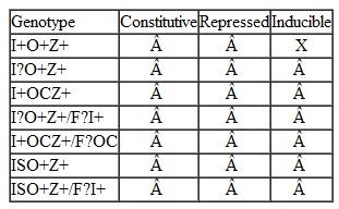 For the lac genotypes shown in the accompanying table, predict whether the structural gene ( Z ) is constitutive, permanently repressed, or inducible in the presence of lactose.