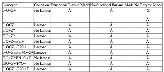 For the genotypes and conditions (lactose present or absent) shown in the accompanying table, predict whether functional enzymes, nonfunctional enzymes, or no enzymes are made.