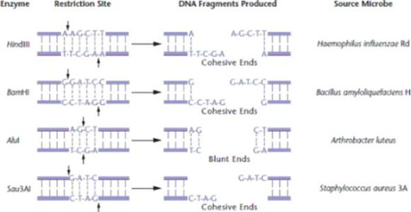 Using DNA sequencing on a cloned DNA segment, you recover the nucleotide sequence shown below. Does this segment contain a palindromic recognition sequence for a restriction enzyme? If so, what is the double-stranded sequence of the palindrome, and what enzyme would cut at this sequence? (Consult Figure for a list of restriction sites.)5?-GTCATAGGATCCGTA-3? FIGURE Common restriction enzymes with their restriction sites, DNA cutting patterns, and sources. Arrows indicate the location in the DNA cut by each enzyme.