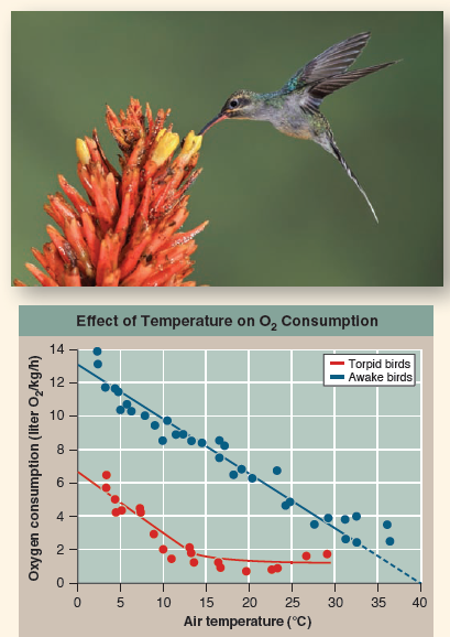 How Do Sleeping Birds Stay Warm? Mammals and birds are endothermic: They maintain relatively constant body temperatures regardless of the temperature of their surroundings. This lets them reliably run their metabolism even when external temperatures fall-the rates of most enzyme-catalyzed reactions slow two- to threefold for every 10°C temperature drop. Your body keeps its temperature within narrow bounds at 37°C (98.6°F), and birds maintain even higher temperatures. To stay warm like this, mammals and birds continuously carry out oxidative metabolism, which generates heat. This requires a several-fold increase in metabolic rate, which is expensive, particularly when the animal is not active. The logical solution is to give up the struggle to keep warm and let the body temperature drop during sleep, a condition known as torpor. Humans don't adopt this approach, but many other mammals and birds do. This raises an interesting question: What prevents a sleeping bird in torpor from freezing? Does its body simply adopt the temperature of its surroundings, or is there a body temperature below which metabolic heating kicks in to avoid freezing? The graph to the right displays an experiment examining this issue in the tropical hummingbird Eulampis. The study examines the effect on metabolic rate (measured as oxygen consumption) of decreasing air temperature. Oxygen consumption was assessed over a range of air temperatures from 3° to 37°C for two contrasting physiological states: The blue data were collected from birds that were awake, the red data from sleeping torpid birds. The blue and red lines, called regression lines, were plotted using curve-fitting statistics that provide the best fit to the data. Interpreting Data a. How does the oxygen consumption of awake hummingbirds change as air temperature falls? Why do you think this is so? Is the change consistent over the entire range of air temperatures examined? b. How does the oxygen consumption of sleeping torpid birds change as air temperature falls? Is this change consistent over the entire range of air temperatures examined? Explain any difference you detect. c. Are there any significant differences in the slope of the two regression lines below 15°C? What does this suggest to you?