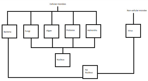 To properly answer this question, we discuss microbiology largely through the different organisms we study as microbiologists and organize the major groups based on the types of cells they possess (prokaryotic or eukaryotic). Using the table below, we will construct a concept map around this idea. We can also consider microbiology by breaking it down into particular fields of microbe study, such as bacteriology (bacteria), virology (viruses), mycology (fungi), protozoology (protozoa), phycology (algae), and parasitology (infectious eukaryotes). All of these groups are included because they are too small to be seen without imaging technology such as light microscope or an electron microscope. The concept map will look as follows: