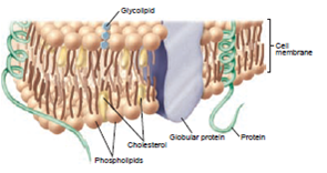 From chapter 2 , figure 2.20. Study this illustration of a cell membrane. In what ways could alcohol (Hint: a solvent) damage this membrane? How would that harm the cell?