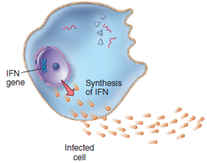Each numbered figure 1-4 represents a cell that provides an immune defense. Each lettered figure A-D shows a pathogenic microbe. Name the type of defense and match it with its primary target microbe and effects. (1) Figure 14.19 (2) Page 435 (3) Page 435 (4) Page 435 A Figure 18.8 B Figure 23.21 inset C Table 25.1 D Opener, Chapter 14