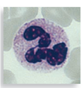 Each numbered figure 1-4 represents a cell that provides an immune defense. Each lettered figure A-D shows a pathogenic microbe. Name the type of defense and match it with its primary target microbe and effects. (1) Figure 14.19 (2) Page 435 (3) Page 435 (4) Page 435 A Figure 18.8 B Figure 23.21 inset C Table 25.1 D Opener, Chapter 14