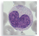 Each numbered figure 1-4 represents a cell that provides an immune defense. Each lettered figure A-D shows a pathogenic microbe. Name the type of defense and match it with its primary target microbe and effects. (1) Figure 14.19 (2) Page 435 (3) Page 435 (4) Page 435 A Figure 18.8 B Figure 23.21 inset C Table 25.1 D Opener, Chapter 14