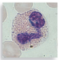 Each numbered figure 1-4 represents a cell that provides an immune defense. Each lettered figure A-D shows a pathogenic microbe. Name the type of defense and match it with its primary target microbe and effects. (1) Figure 14.19 (2) Page 435 (3) Page 435 (4) Page 435 A Figure 18.8 B Figure 23.21 inset C Table 25.1 D Opener, Chapter 14