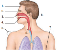 Compose a one- or two-paragraph answer that includes the factual information needed to completely address the question. Check Your Progress questions can also be used for writing-challenge exercises. a. Use the lines on the figure to describe the major components of the first line of defense. b. What effects do these defenses have on microbes?