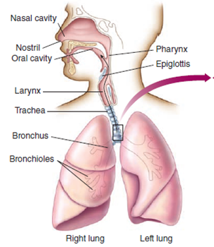 From chapter 14, figure 14.2 a. How does this aspect of the body's defenses help protect against Streptococcus pneumoniae infection?
