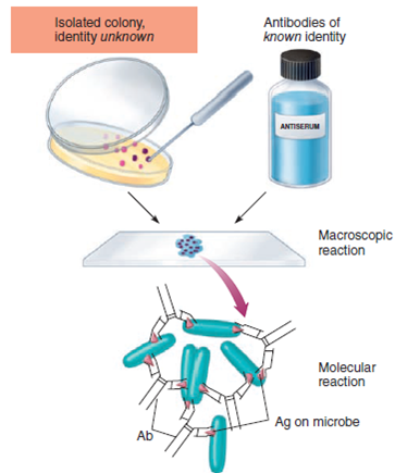 From chapter 17, figure 17.8 b 1. Explain how this technique can be used to diagnose infections with group A streptococci.