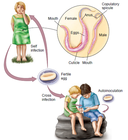 From chapter 5, figure 5.28. Correlate the pinworm cycle with the correct type of cycle in figure 23.17.