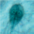 Observe figures a, b, c, and d and identify the parasite shown. (a) (b) (c) (d)